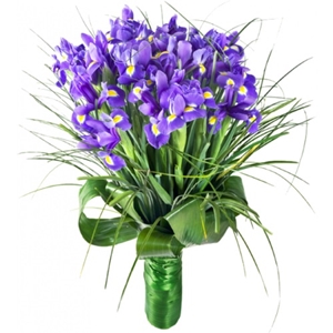 .     . Belflower -    .     .